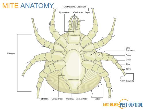 mite | mites | Long Island | Wood | House | Spray | Remove | Control | Long Island Pest Control | New York | Insects | Bugs | Animals | Rid | Pests | Nassau County | Home | Scabies | Anatomy