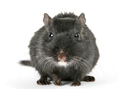 Attic | Walls | Noise | Nest | House | Long Island Pest Control | New York | Insects | Mice | Rats | Bugs | Animals | Rid | Pests | Nassau County | Home