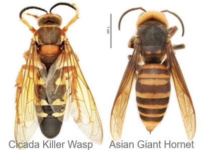Hive,Difference,between,different,hornet nest removal,Long Island,New York,pest control,exterminating,nests,Asian giant hornet,cicada killer wasps,murder hornets,bald-faced hornets,wasps,yellowjackets,European hornet,queen,stings,stingers,venom,sparrow hornet,honey bee,white-faced hornets  