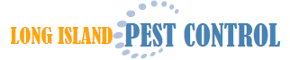 Pest Control Long Island,Long Island, pest control, Nassau County, New York, wildlife control, bee removal,wasp nest,hornet,mouse,termite,inspections,rat,ant,raccoon,squirrel, opossum,attic,cleanup,birds,bats,animal,damage,repairs,skunks,foxes, groundhogs,diseases,trapping,exterminators,humane,exterminating,24/7,emergency,fleas,mites,rodents,trap,wild,vermin,cockroaches,service