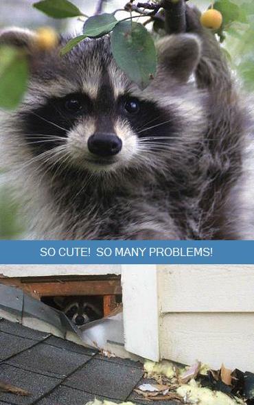 Damage | House | Raccoons | Remove | Long Island Pest Control | New York | Insects | Mice | Rats | Bugs | Animals | Rid | Pests | Nassau County | Home | Fleas